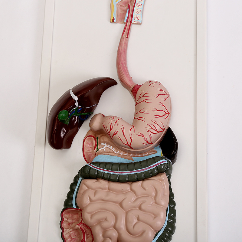 消化系统浮雕模型人体解剖各系统模型医学直观教学器材厂家批发