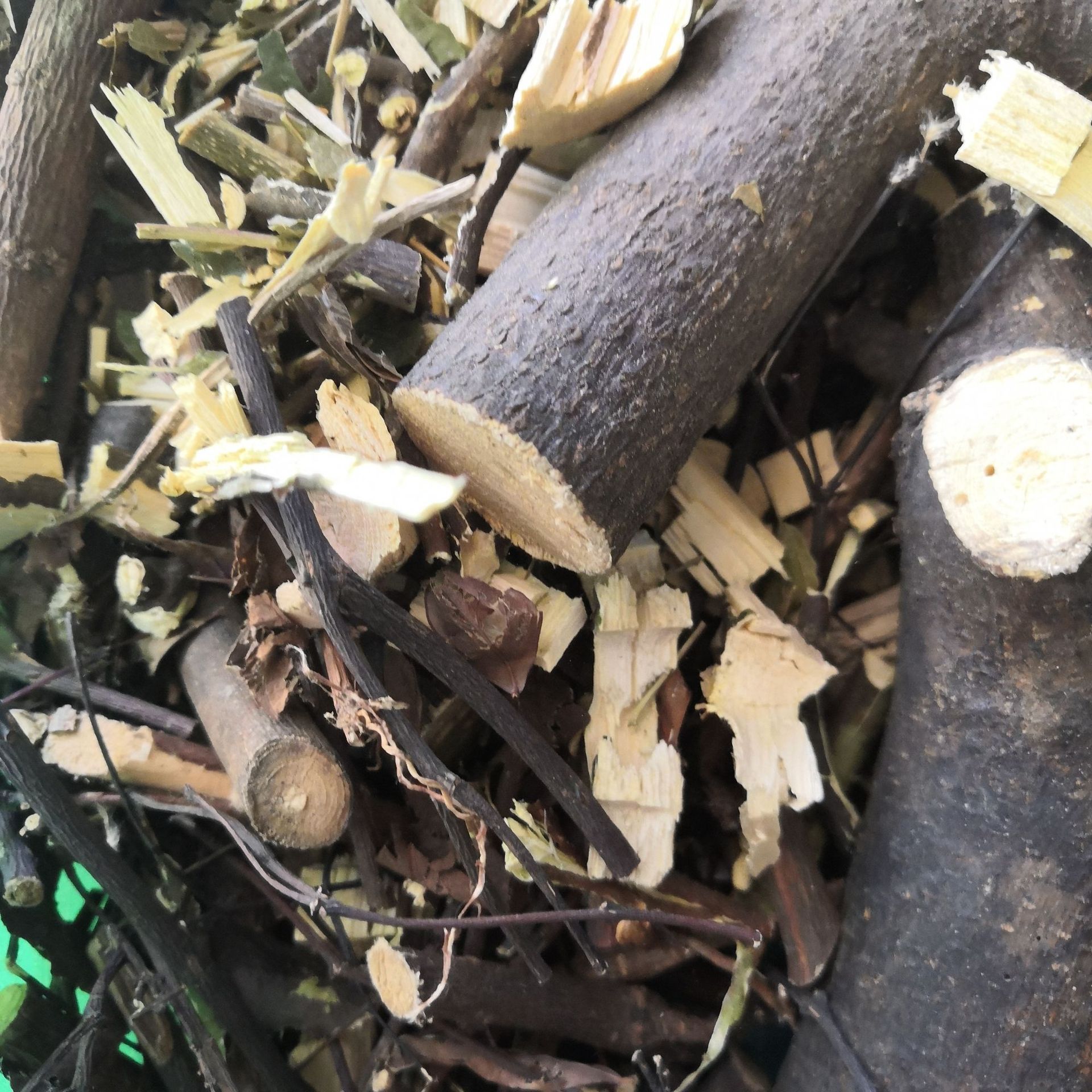 中药材了哥王南岭荛花地棉皮地棉根山豆了小金腰带桐皮子