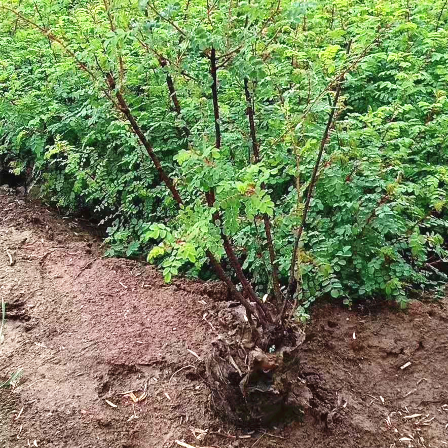 供应绿化树黄刺玫红刺玫陕西黄刺梅基地批发价