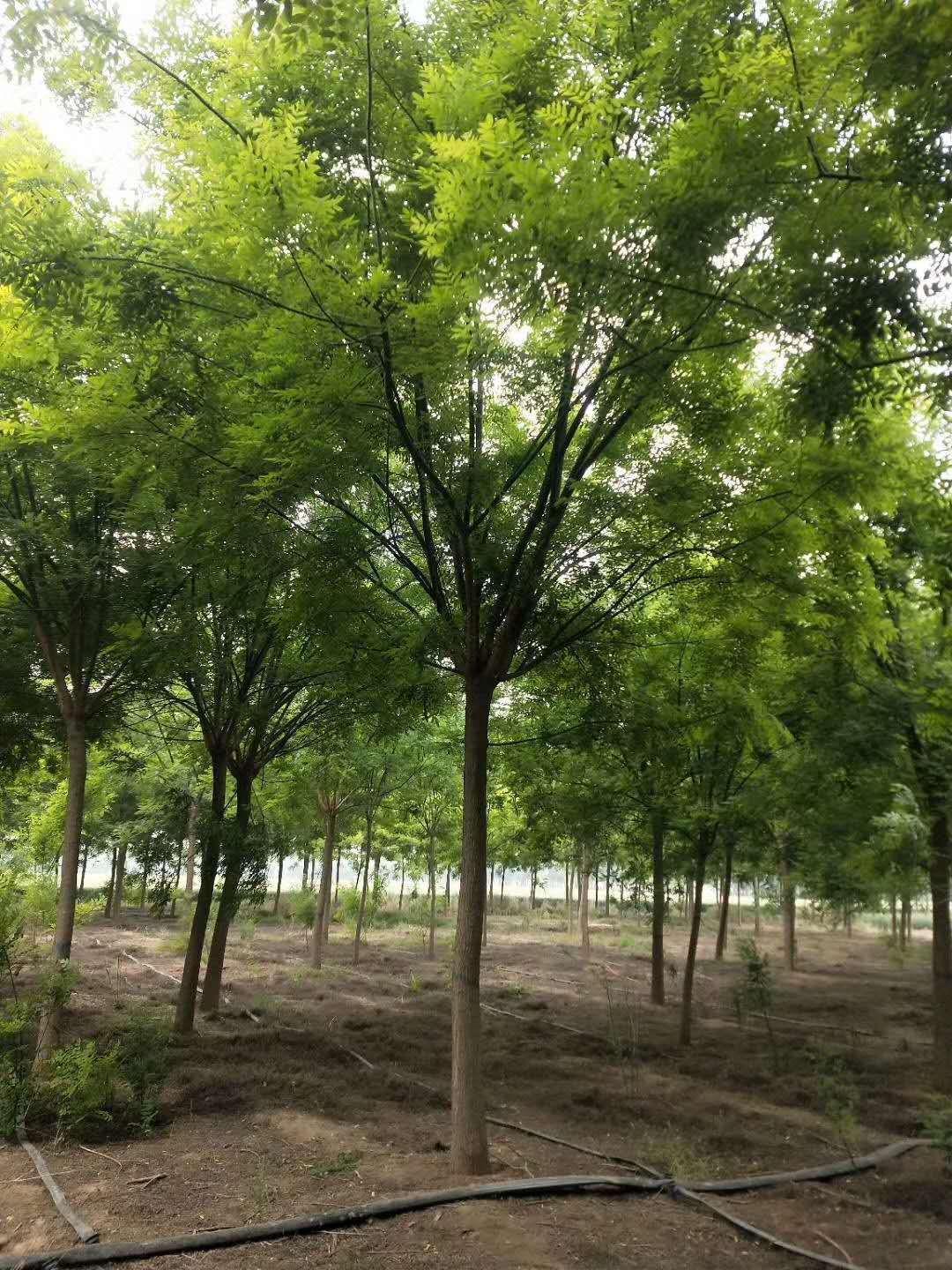 2021【厂家批发】行道树8-10公分国槐树 国槐价格杆直冠幅大