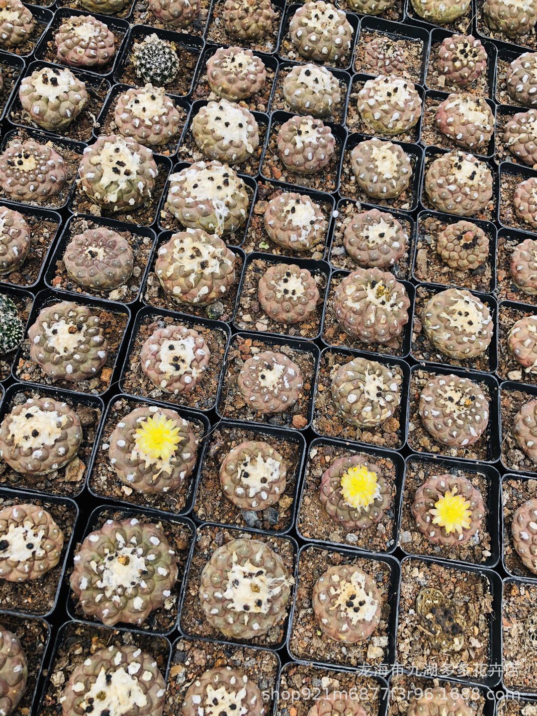 多肉植物批发 疣仙人仙人球 3-4公分 自根 盆栽吸甲醛防幅射
