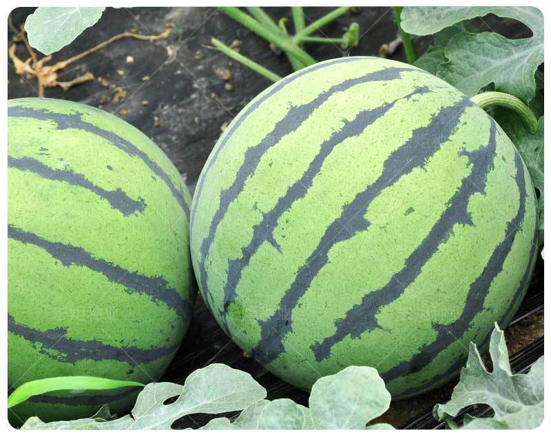 西瓜种籽 特大 京欣一号 京欣西瓜种 早熟 高产 西瓜种子西瓜种孑