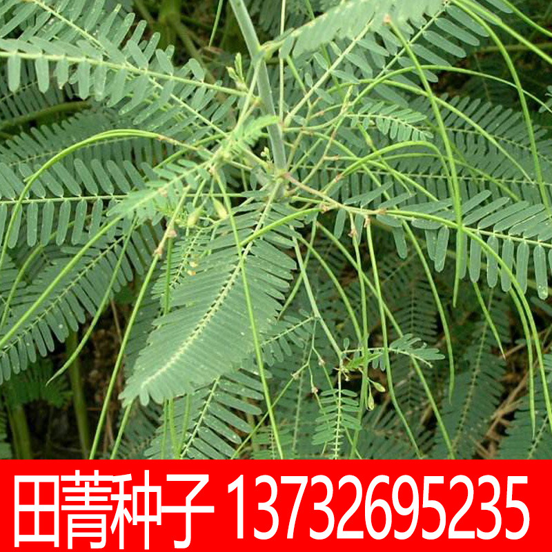 田菁种子盐碱地 护坡耐寒耐旱土壤改良田青种子花卉种