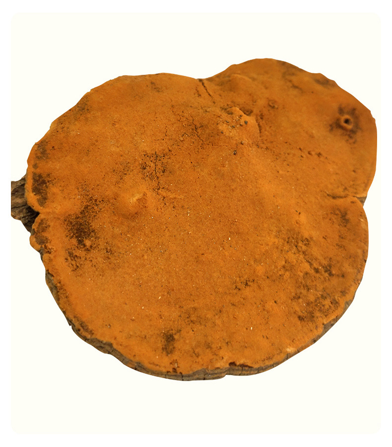 野生桑树桑黄长白山野生桦树茸整枝吉林桦褐孔菌金边桑黄东北特产