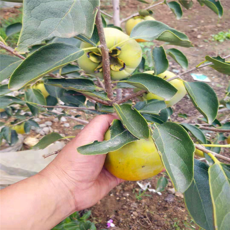 山东果树苗基地批发柿子树苗 大秋甜脆柿子苗 嫁接水果甜脆柿子苗