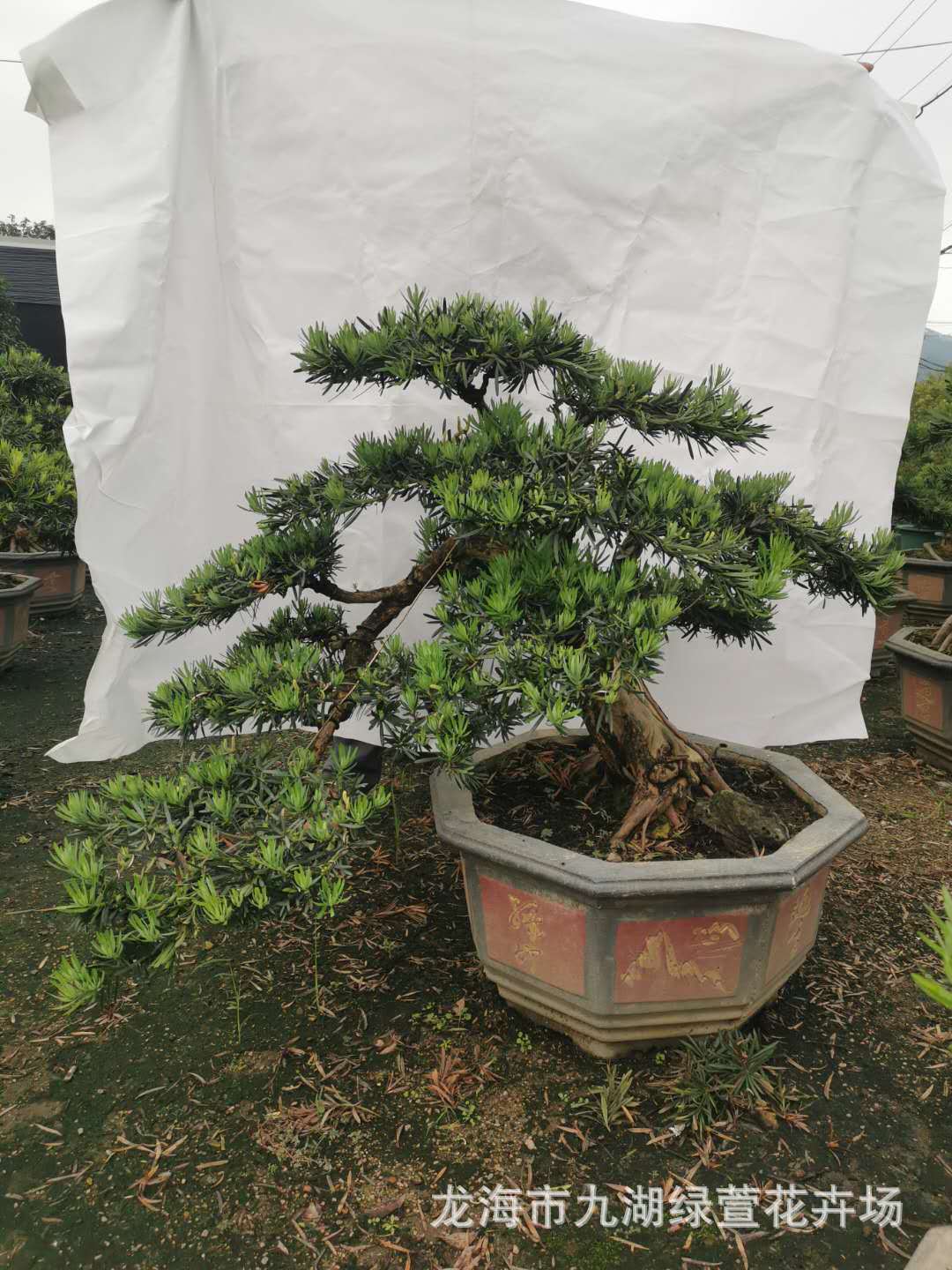 龙岩造型罗汉松批发 三明罗汉松造型树 南平日本罗汉松供应庭院树