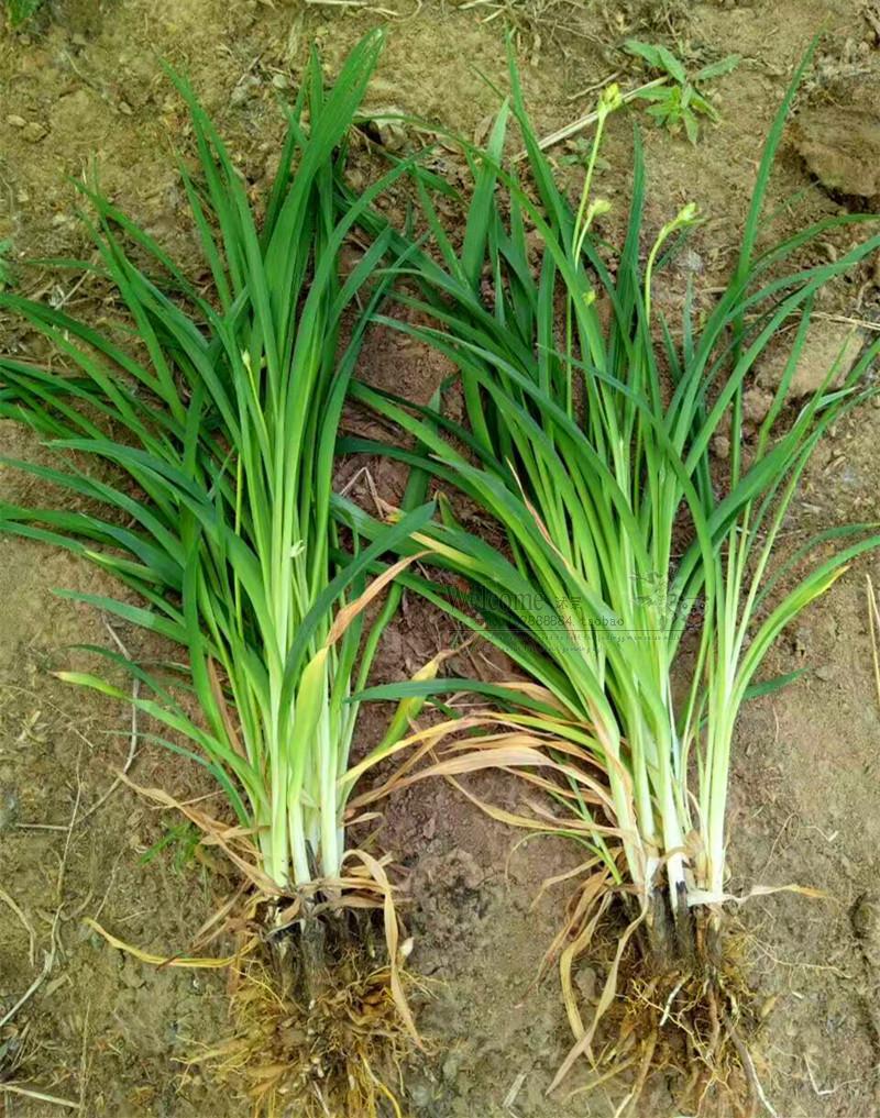 金娃娃萱草苗宿根地被花卉室外耐寒矮花庭院耐荫四季路边绿化植物