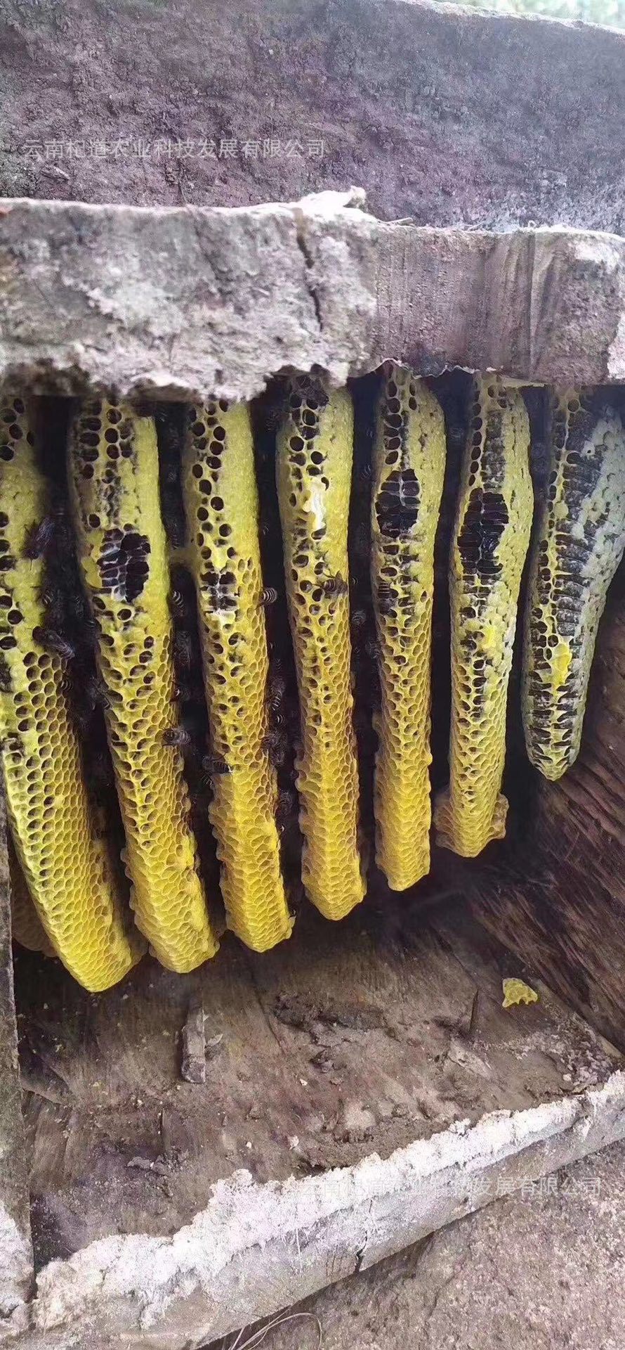 土蜂蜜批发 大挂蜜黑蜂蜜百花蜜蜂巢蜜蜂场直发500克/瓶