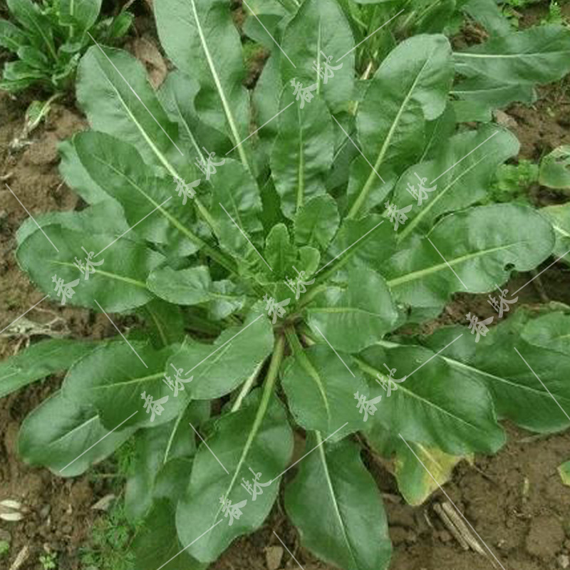 散装大叶荠菜种子 500g野菜荠荠菜籽 四季易发芽阳台盆栽蔬菜种籽