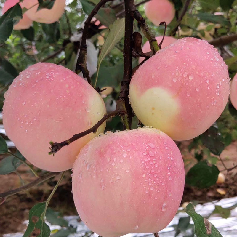 现货陕西红富士苹果10斤新果甜脆苹果现摘苹果 新鲜红富士苹果5斤