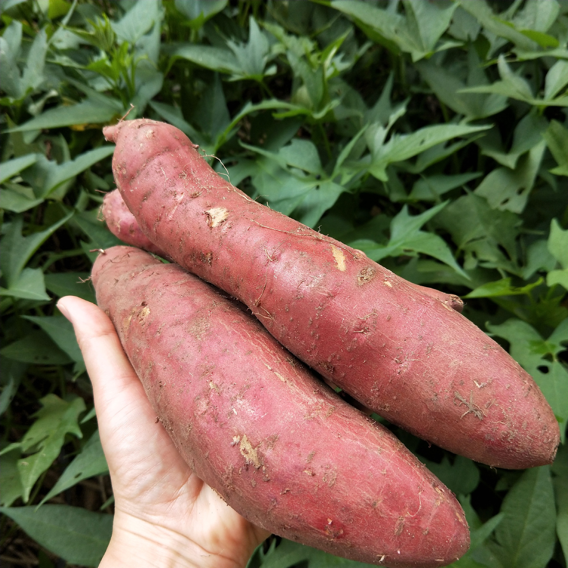 六鳌红蜜薯 5斤装小果/大果 福建漳州漳浦六鳌红蜜薯2022年新地瓜