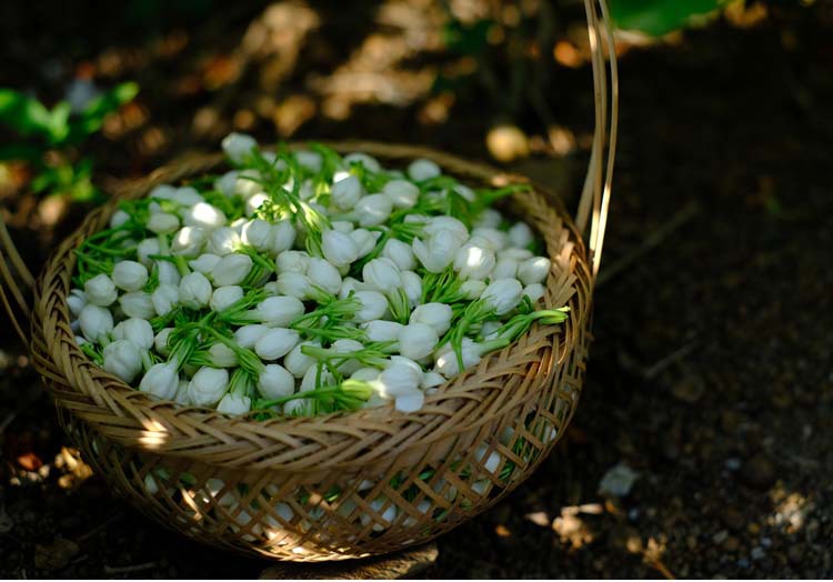 厂家直供广西横县花果茶茉莉花 现货批发散装代用花茶茉莉花干