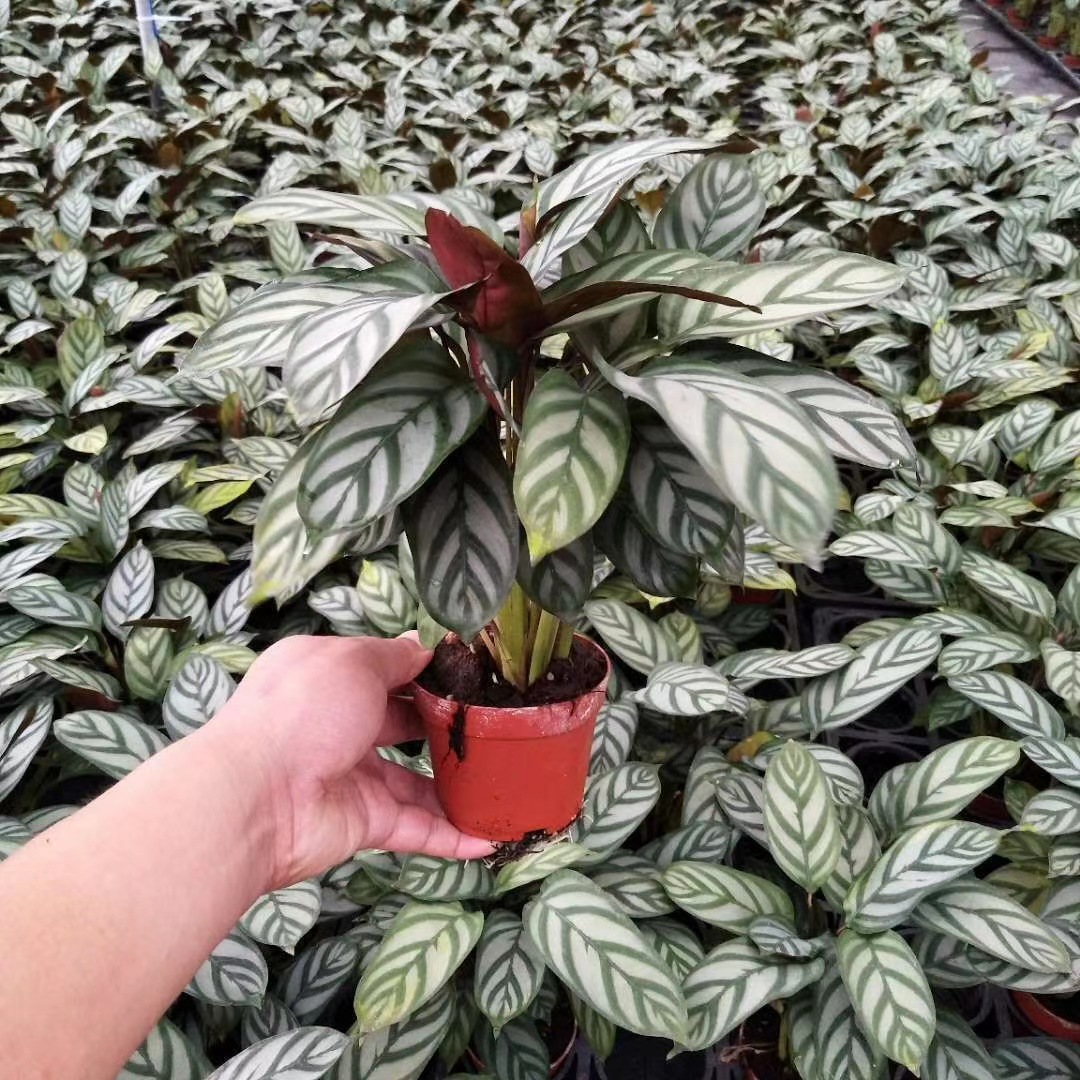 【基地直销】 批发小盆栽植物 室内阳台办公室桌面绿植 90#新飞羽