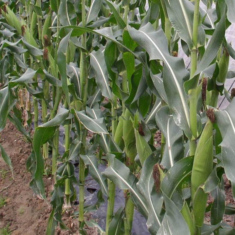 厂家批发散装黑玉米种子高产抗病四季种植黑珍珠水果甜糯玉米种籽