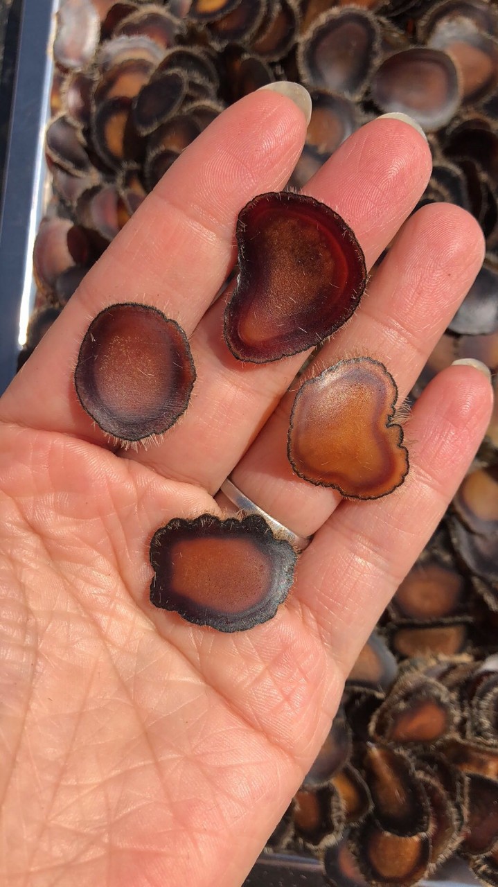 鹿茸腊片 鹿茸片 干鹿茸片 鹿茸切片 全腊片?-阿里巴巴