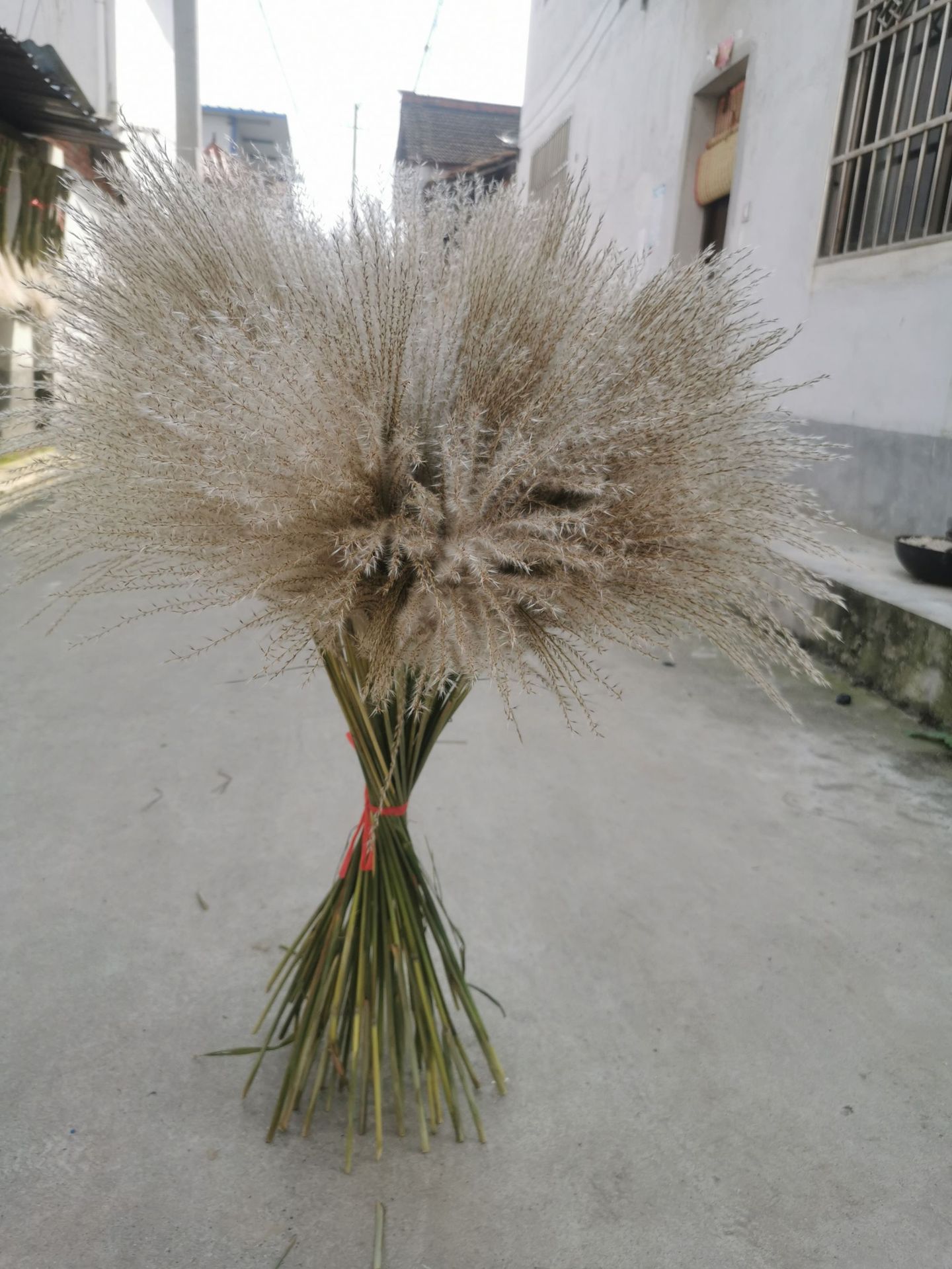 天然芦苇干花永生花束橱窗摆件婚庆装饰拂尘花芦柴自然风干芦苇