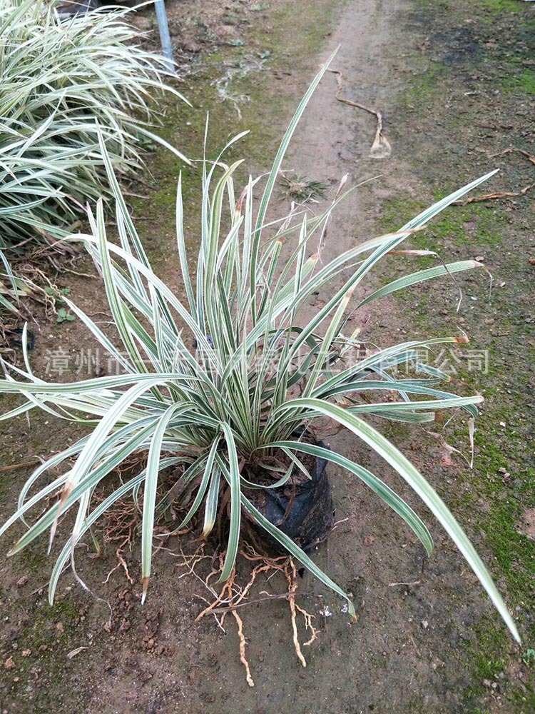 银边草袋苗 银边沿阶草小苗 福建基地直销 量大从优