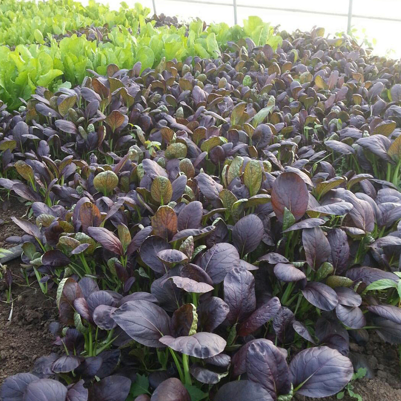 紫油菜种子大全农家秋冬季菜四季鸡毛菜春季蔬菜种籽孑小白菜种孑