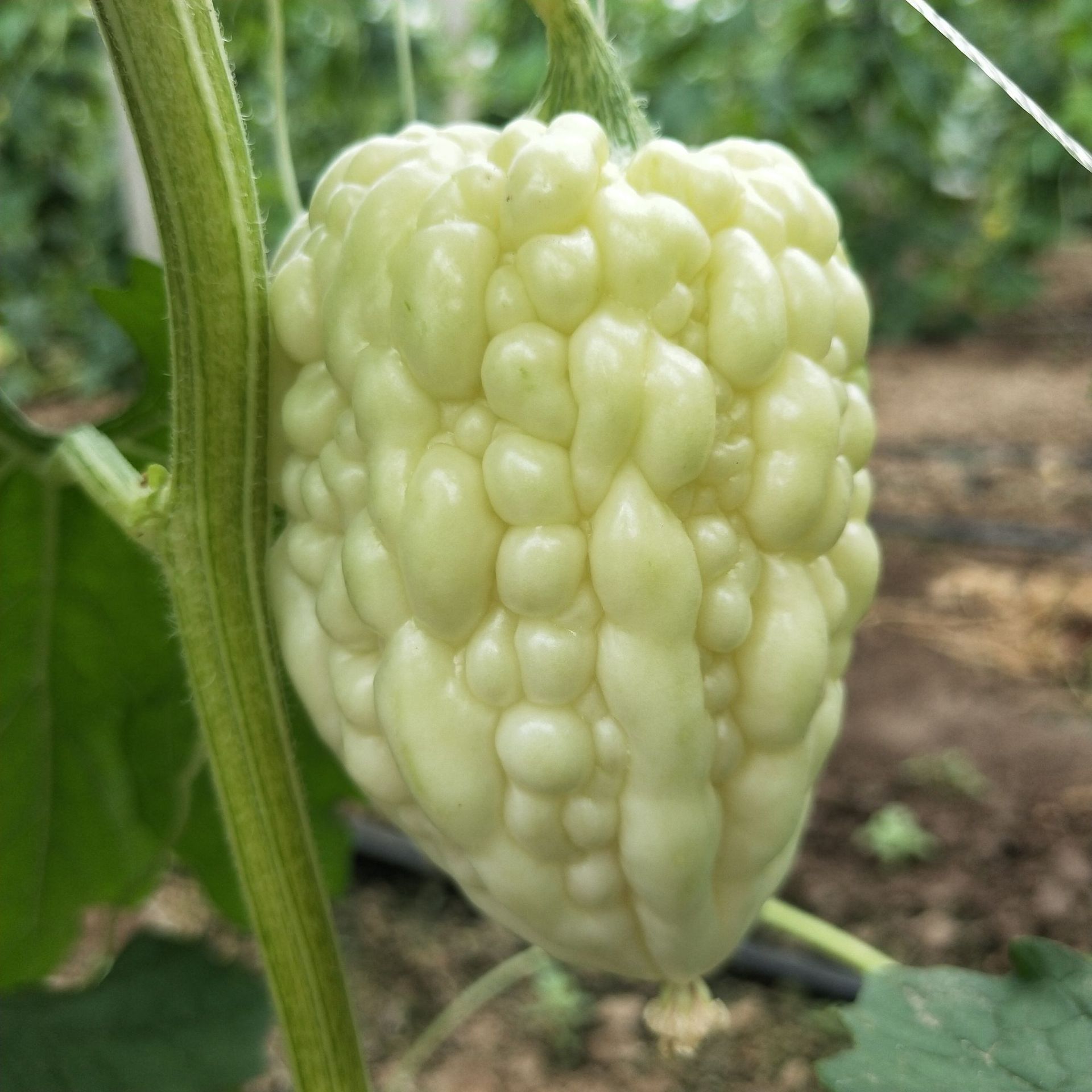 批发新鲜苹果苦瓜 脆甜白玉苦瓜现摘台湾白苦瓜 基地直供特色蔬菜