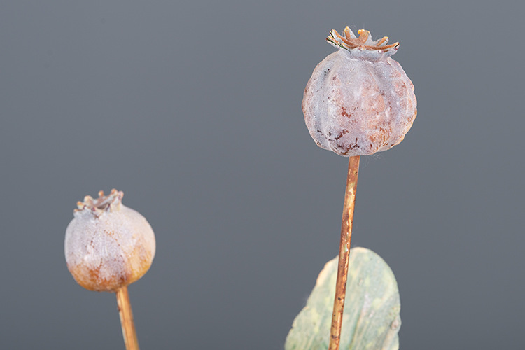 仿真罂粟果装饰花艺果实秋色虞美人果植物家居客厅酒店样板房摆设