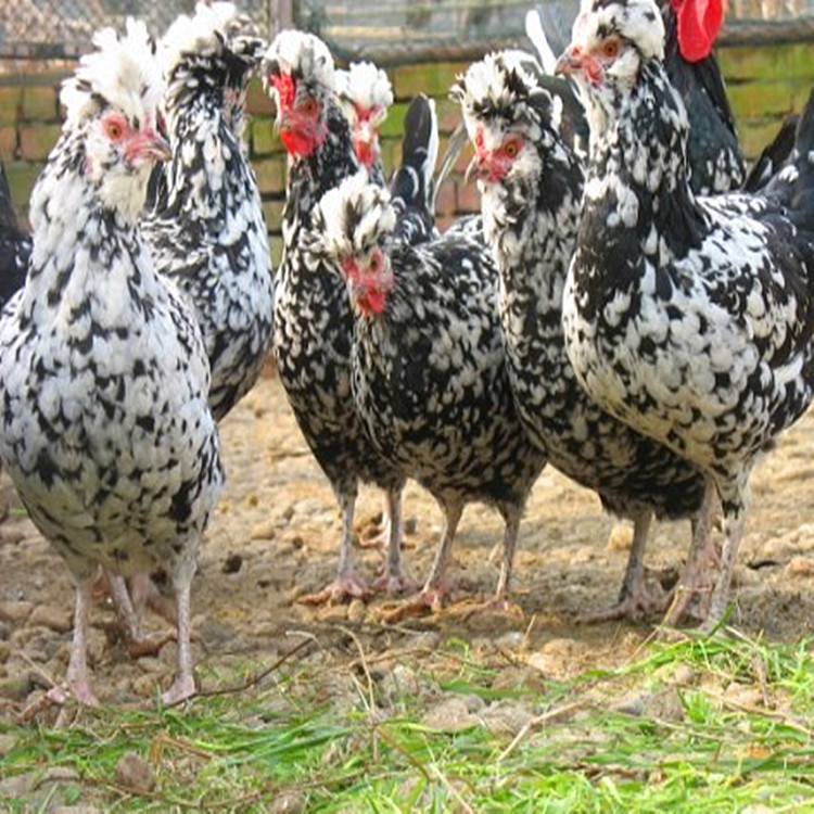 聊城出壳的贵妃鸡苗市场价格 珍珠鸡苗价格  包邮脱温贵妃鸡