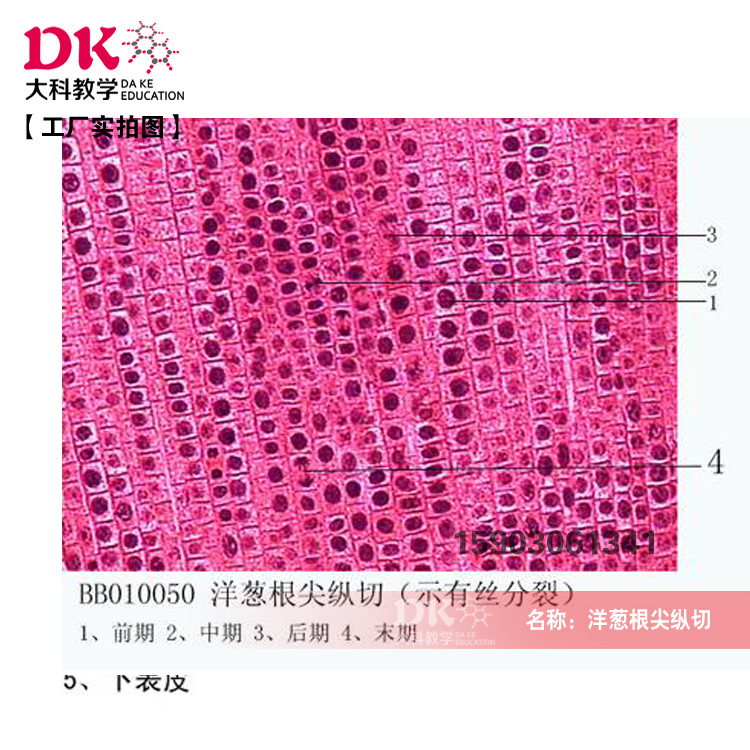 洋葱根尖纵切(示有丝分裂) 中学生物科学教学切片玻片标本