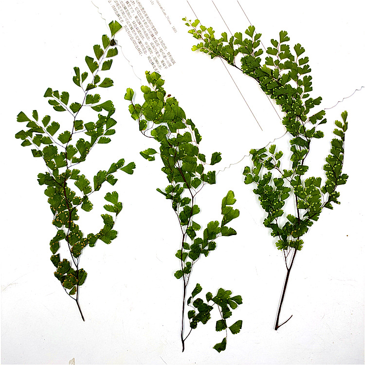 长条铁线蕨 真树叶植物标本干花压花手机壳书签学生手工树叶贴画