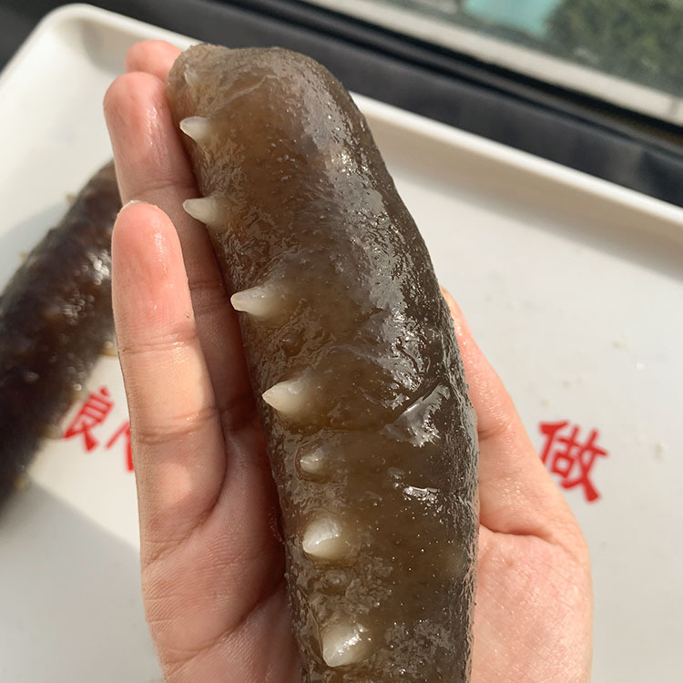 纯淡干关西参泡发率21倍辽参海参一德路海味批发专营渔民自晒美味