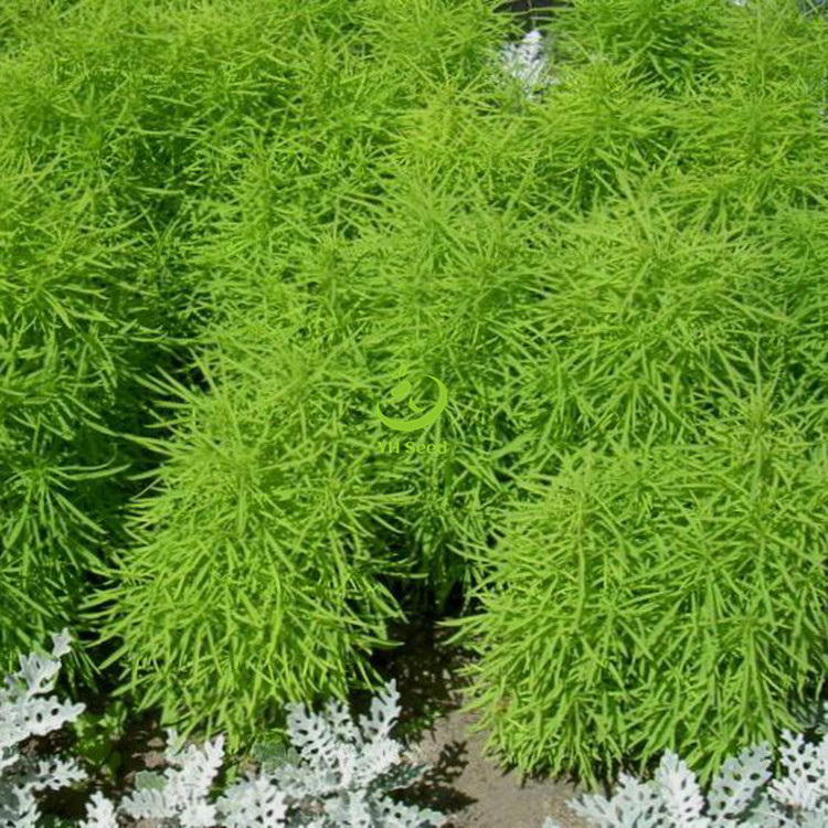 绿叶地肤种子花海工程花籽 厂家现货供应地肤种子-阿里巴巴