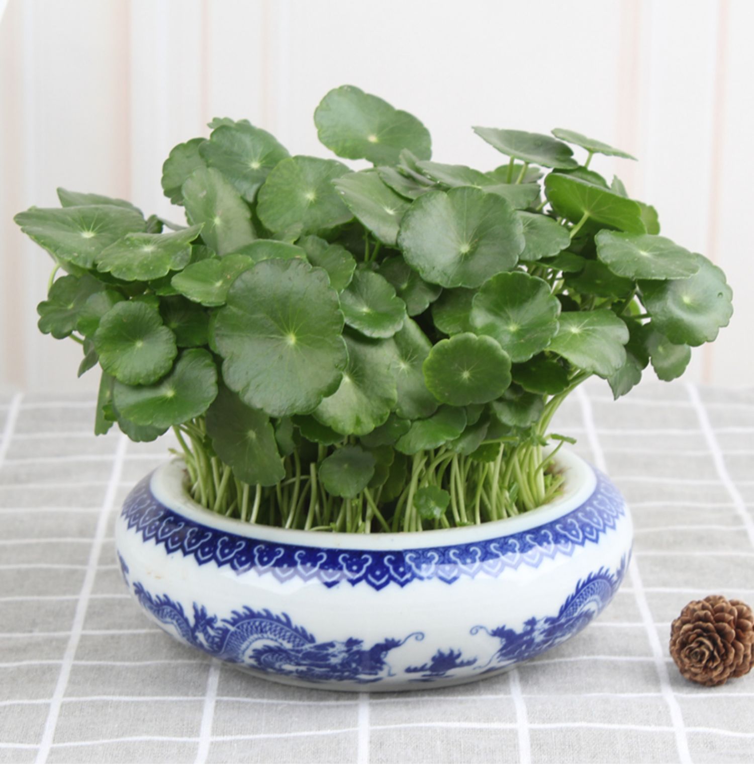 带叶铜钱草水培植物盆栽室内招财客厅桌面绿植花卉趣味转运金钱草