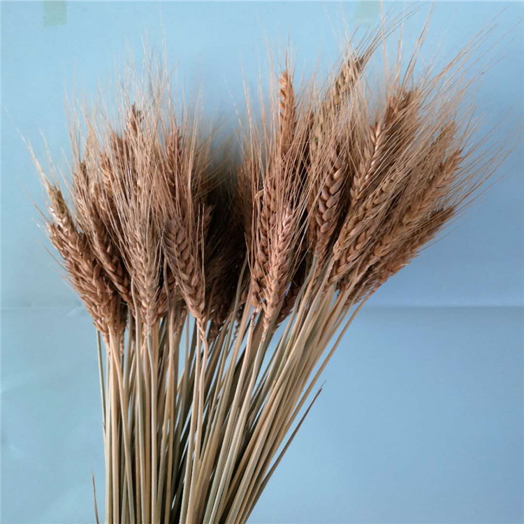 小麦干花田园植物自然原色软装工艺婚庆拍摄道具一束50枝