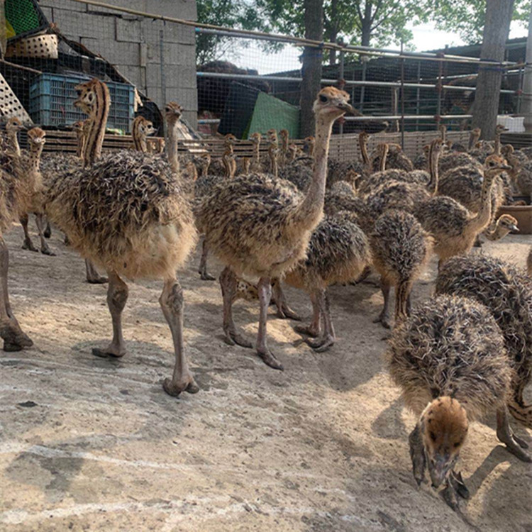 非洲鸵鸟幼苗一对活体脱温鸵鸟蛋苗澳洲鸸鹋小驼幼崽成年鸵鸟活物