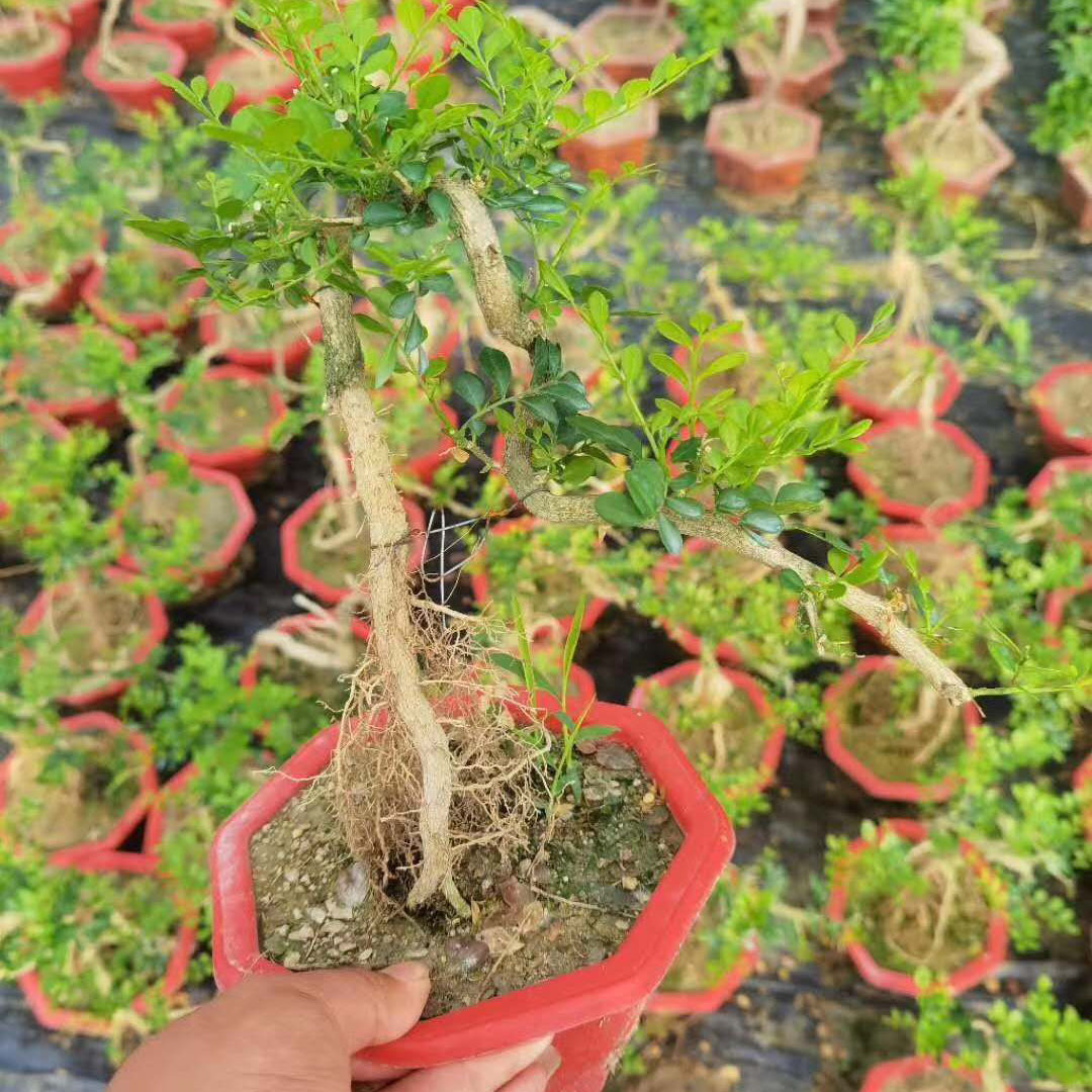 基地直供 盆景花卉 造型植物盆栽绿植花卉盆栽 20公分提根九里香