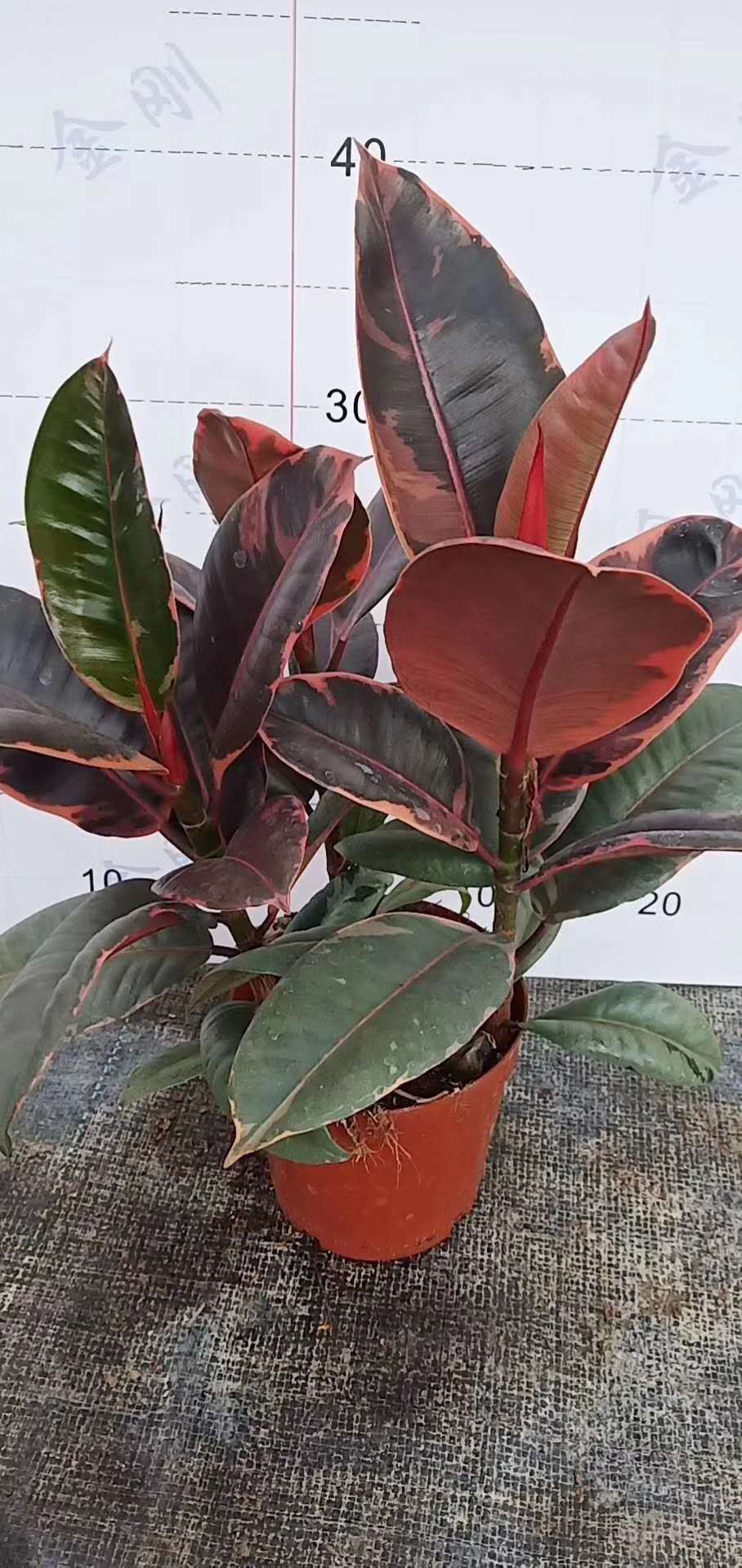 【基地直供】橡皮树植物花卉盆栽绿植 居家花植物盆栽 150#红关公