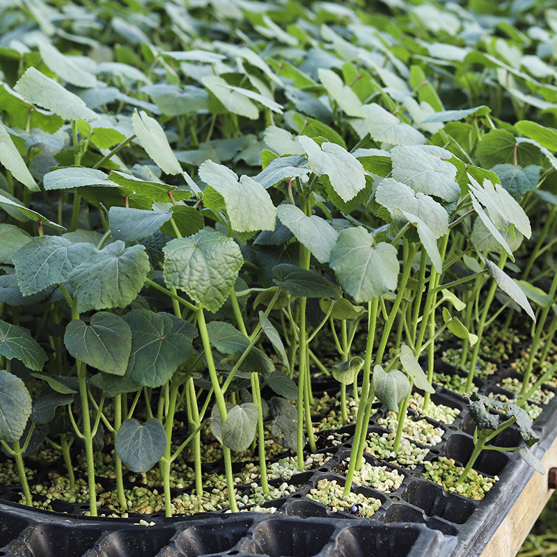 秋葵苗秧四季盆栽种红秋葵水果黄秋葵新鲜幼苗阳台春季蔬菜苗包邮