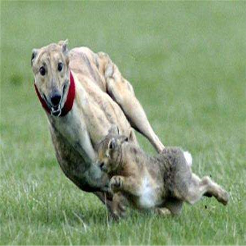 出售精品纯种格力犬活体幼犬惠比格山东细犬猎兔犬疫苗齐全全活狗