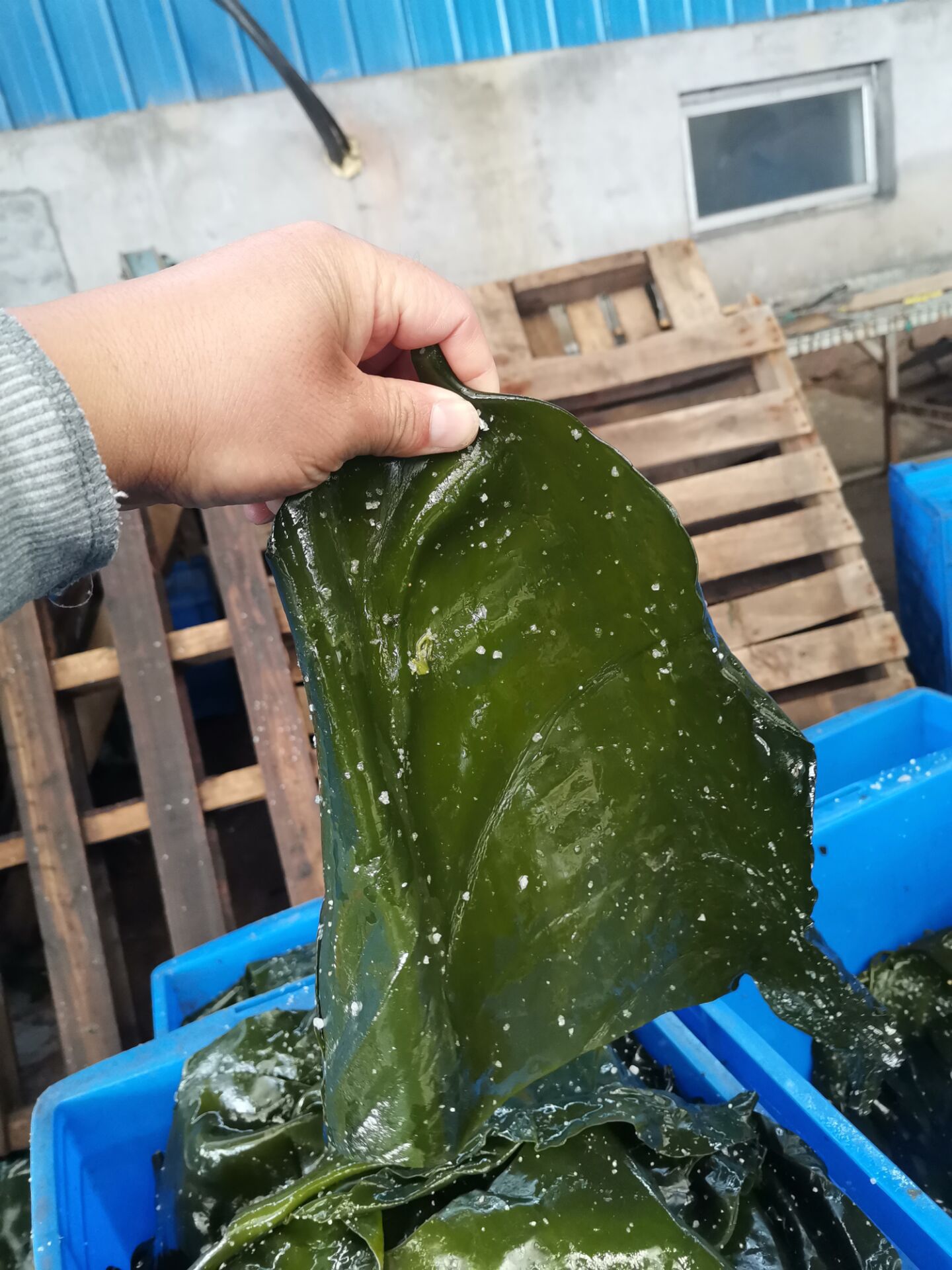 厂家批发 盐渍海带根 盐渍海带头 盐渍海带 鲜海带