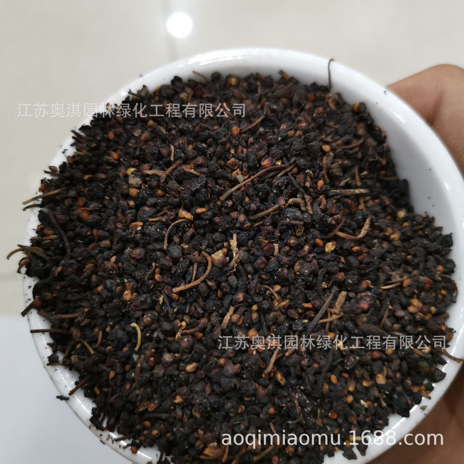 全新桑葚种子 桑树种子 果桑种子 桑葚子净种子 包发芽 货到付款