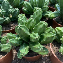 【基地直供】家居花卉植物 盆栽花卉绿植 多肉植物 桃太郎