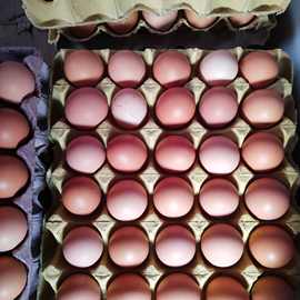 哪里有红玉鸡种蛋 批发芦花鸡种蛋五黑鸡种蛋可孵化种蛋