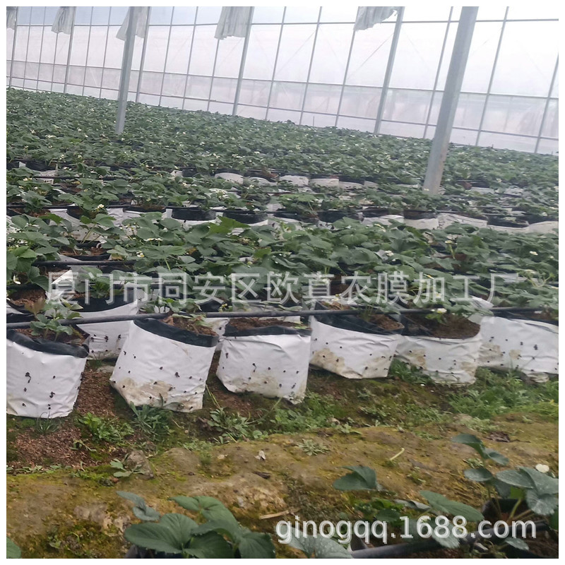 厂家生产供应黑白种植袋 草莓黄瓜有机栽培基质袋 无土栽培