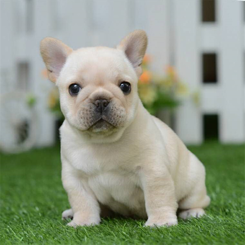 纯种法国斗牛犬幼犬活体出售奶油蓝色法斗赛级双血统法牛送笼子