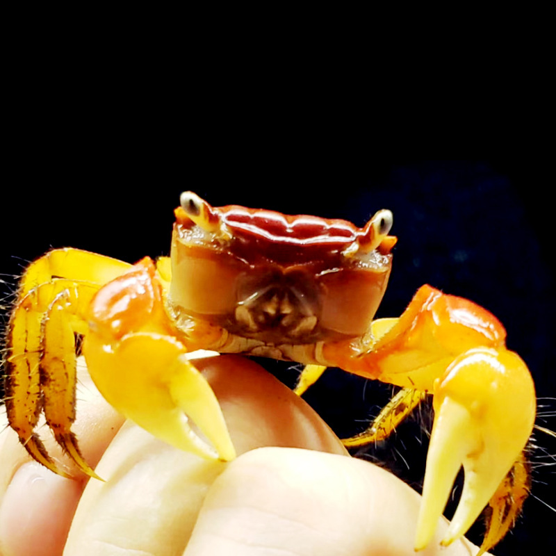 红螯相守蟹招潮蟹相手蟹水族陆缸红手膛臂活体宠物淡水观赏螃蟹