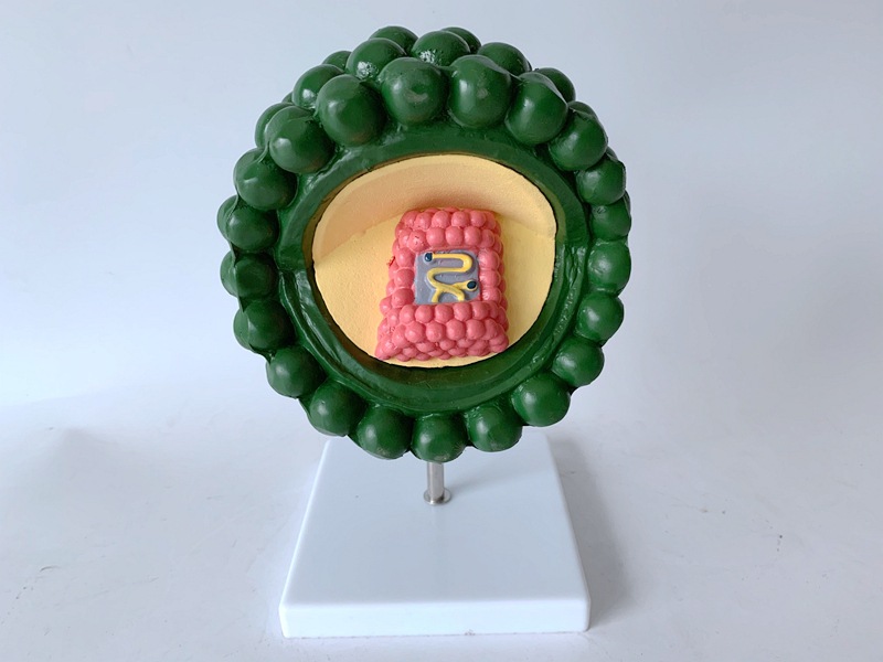 绿色艾滋病毒模型 病毒放大解剖 病毒构造 人体模型