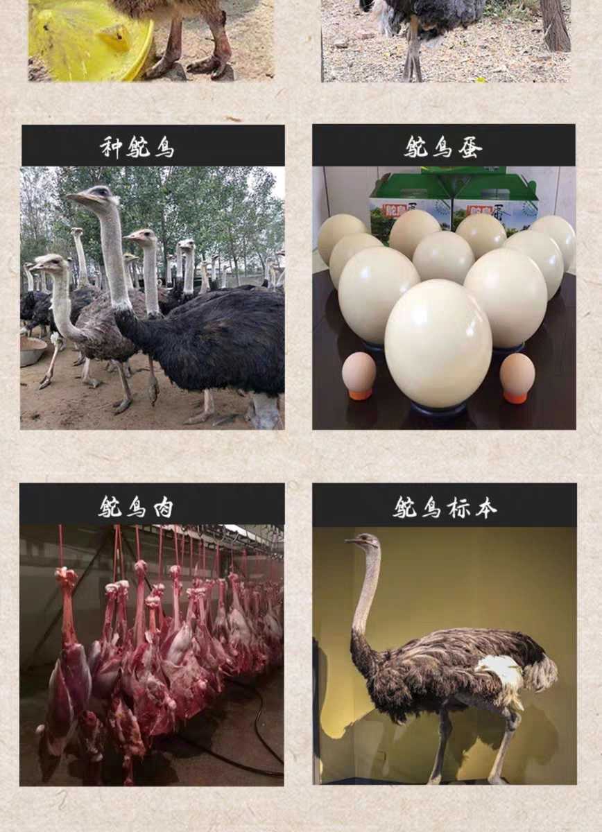 鸵鸟蛋新鲜鸵鸟蛋高8公分寛15公分重3斤左右高钙高铁高硒鸵鸟蛋