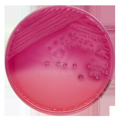 麦康凯琼脂平板(9cm) hbpm016 10个/包 青岛海博生物