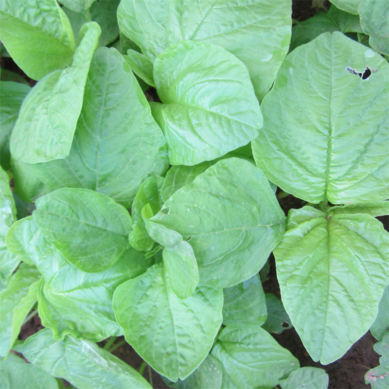 白圆叶苋菜种子四季播庭院阳台花红 蔬菜种籽易种生长快小青菜孑