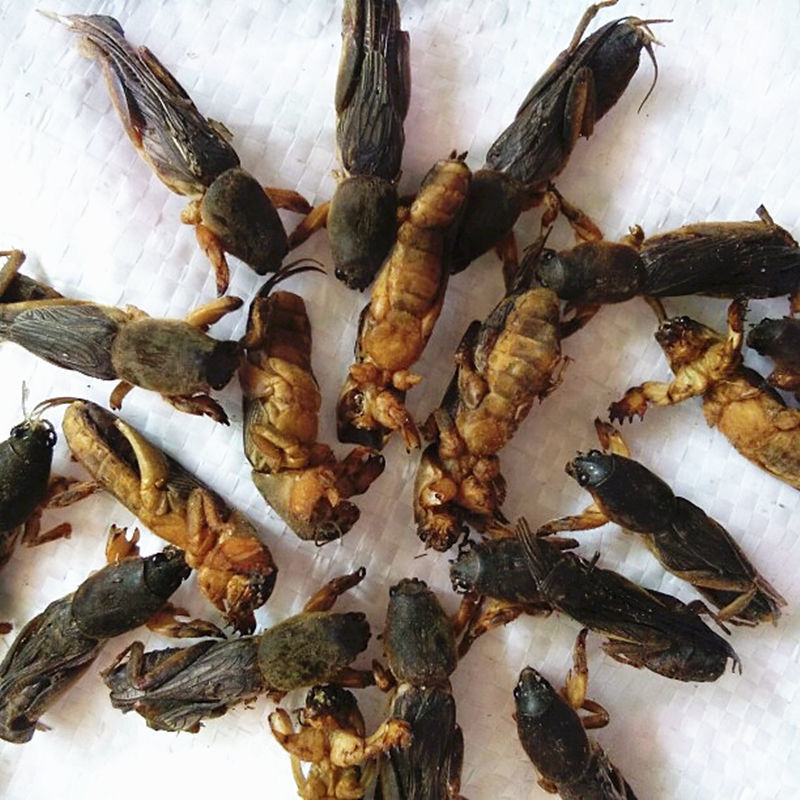 蝼蛄lougu产地广西北海市10月产新180元每公斤包邮土狗崽,地牯牛