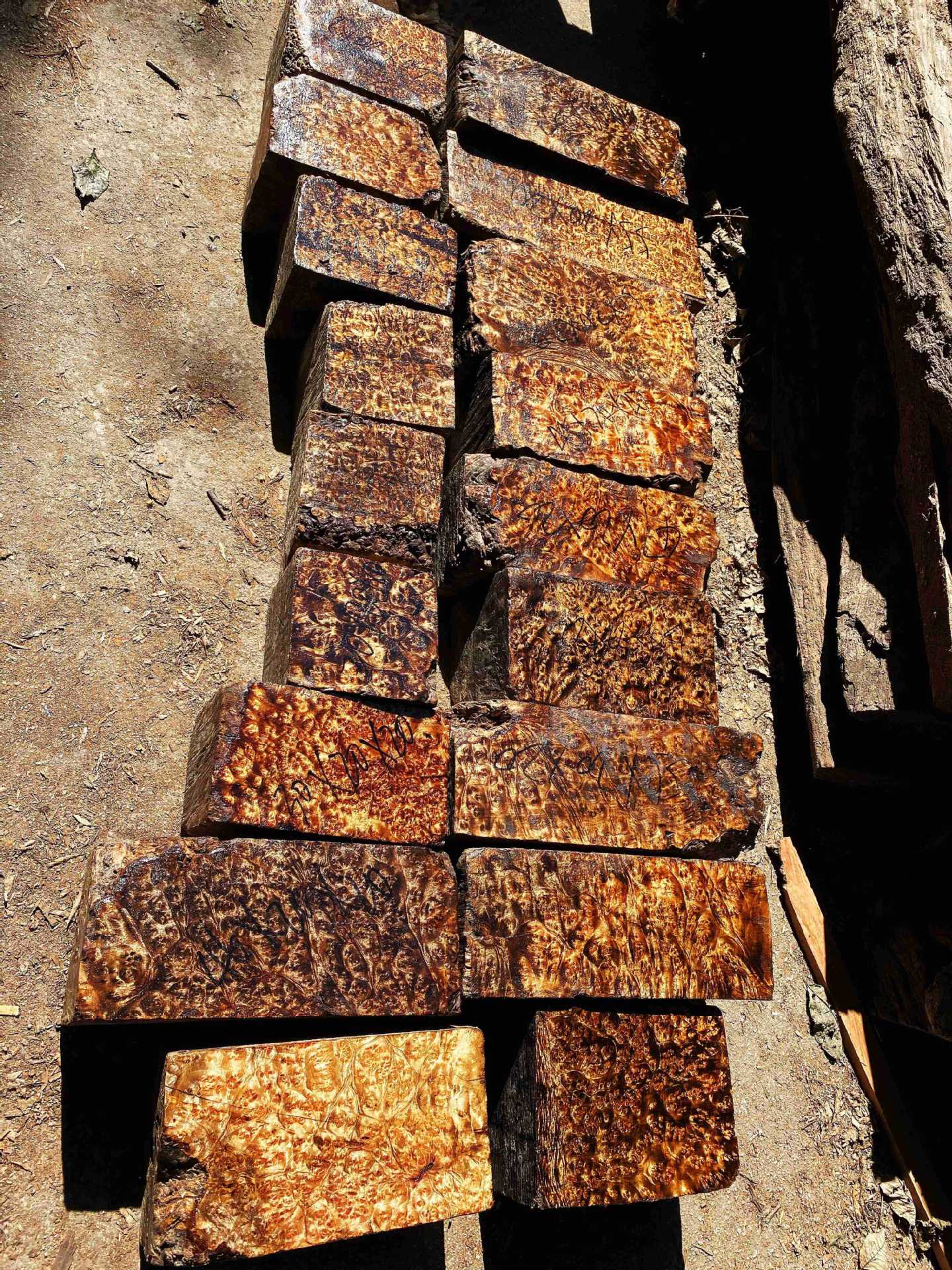 山香果树瘤 黄金樟木树瘤 工艺品料 盒子料 原材料厂家 5年干料