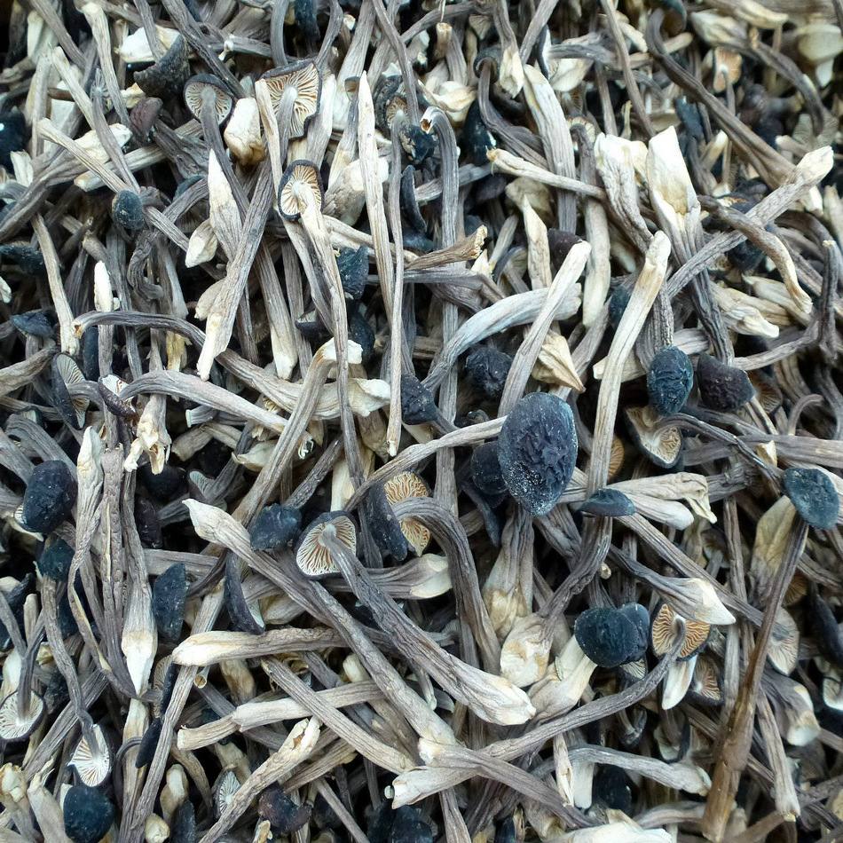 【裕菌隆】 黑皮鸡枞 鸡枞菌 食用菌干货批发 颜色黑质量好